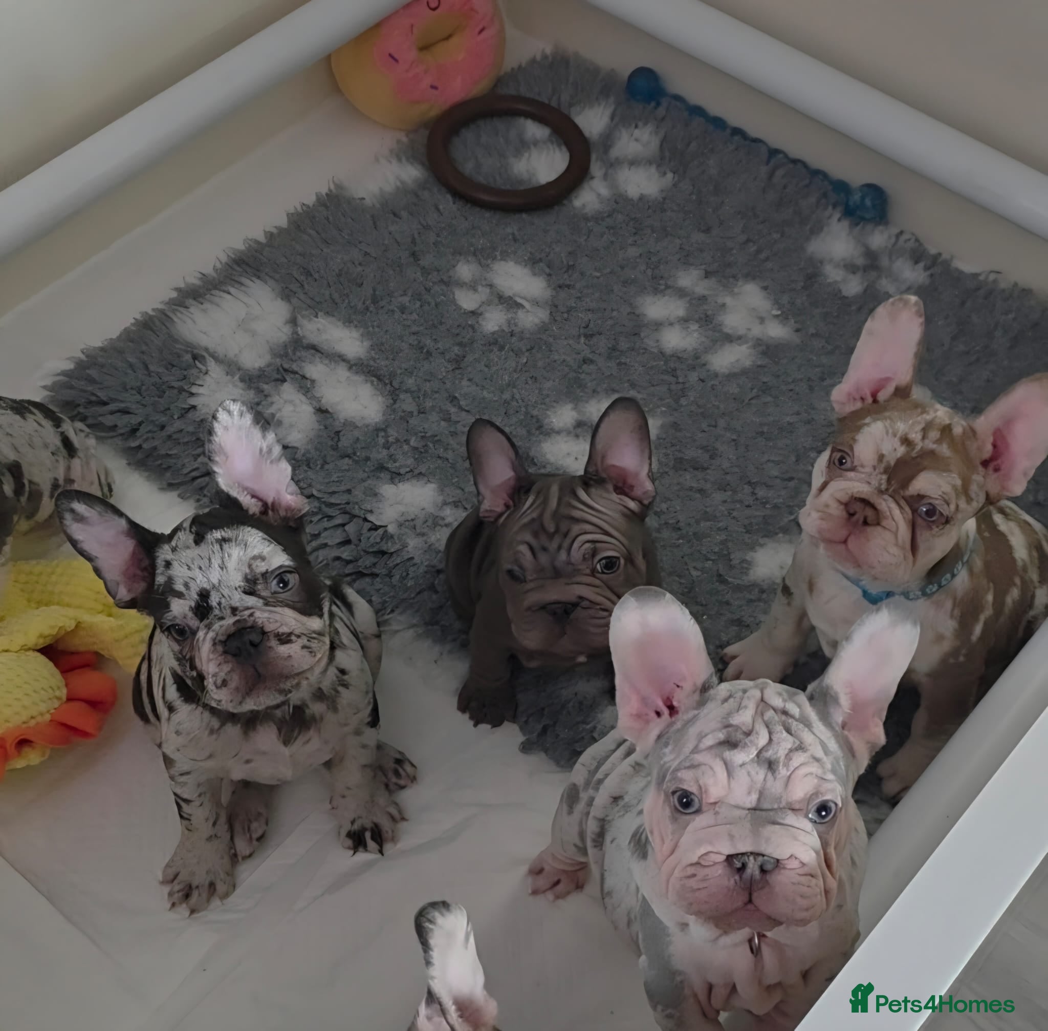 French Bulldog dogs  🔥READY NOW stunning Velvet coat french bulldog🔥 - Advert 2