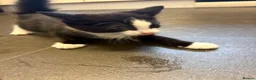 Mixed Breed cats for sale: Female kitten - Advert 1