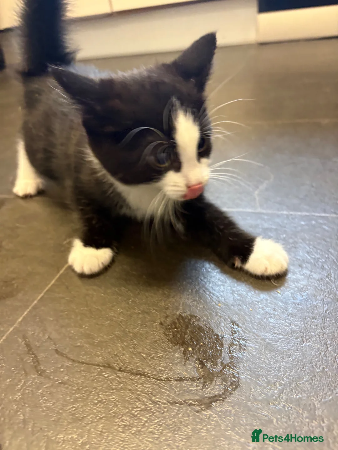 Mixed Breed cats for sale: Female kitten - Advert 1