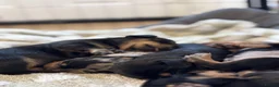 Miniature Dachshund dogs for sale: Miniature dachshunds  - Advert 3