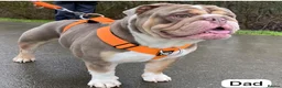 English Bulldog dogs for sale: KC English Bulldog Puppies – Health Tested Parents - Advert 6