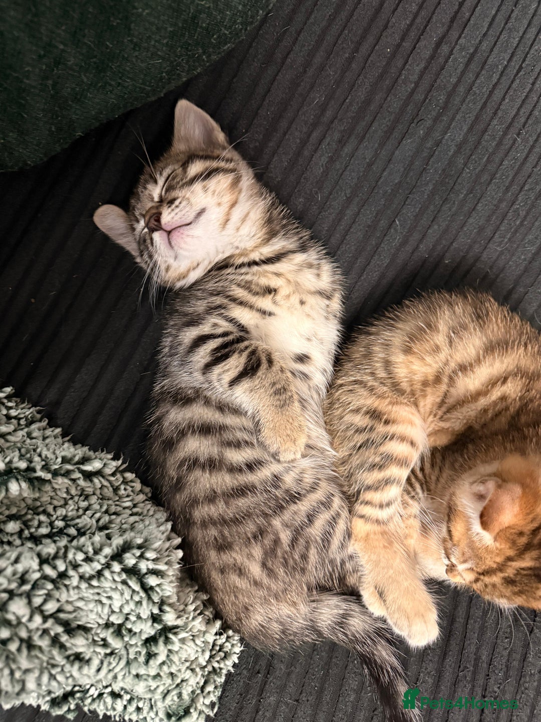Mixed Breed cats for sale: Cute Kittens - Image 5
