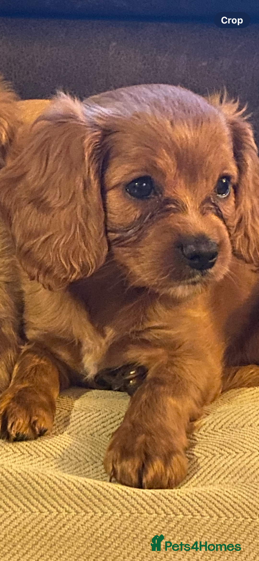 Cavapoo dogs for sale: Beautiful deep red cavapoo boy - Advert 1