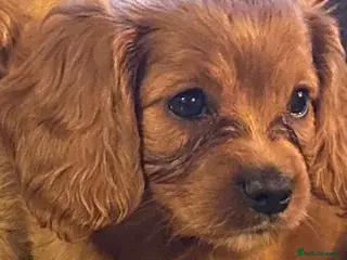 Cavapoo dogs Beautiful deep red cavapoo boy - Advert 15