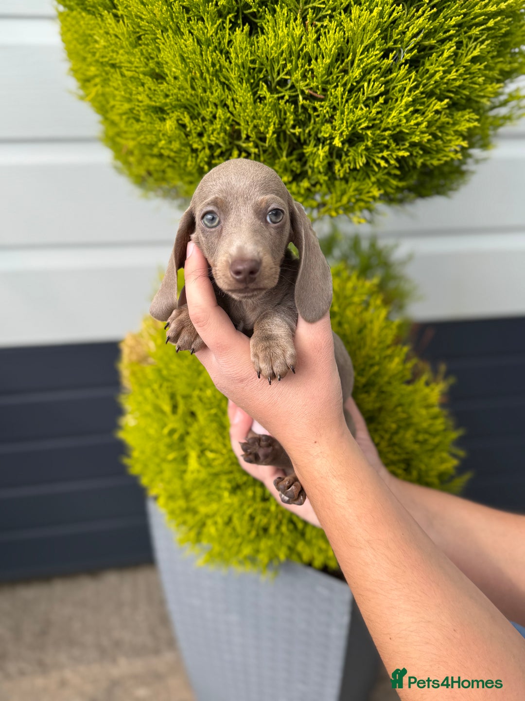 Miniature Dachshund dogs for sale: Miniature Dachshund Puppies (Licensed Breeder) - Image 9