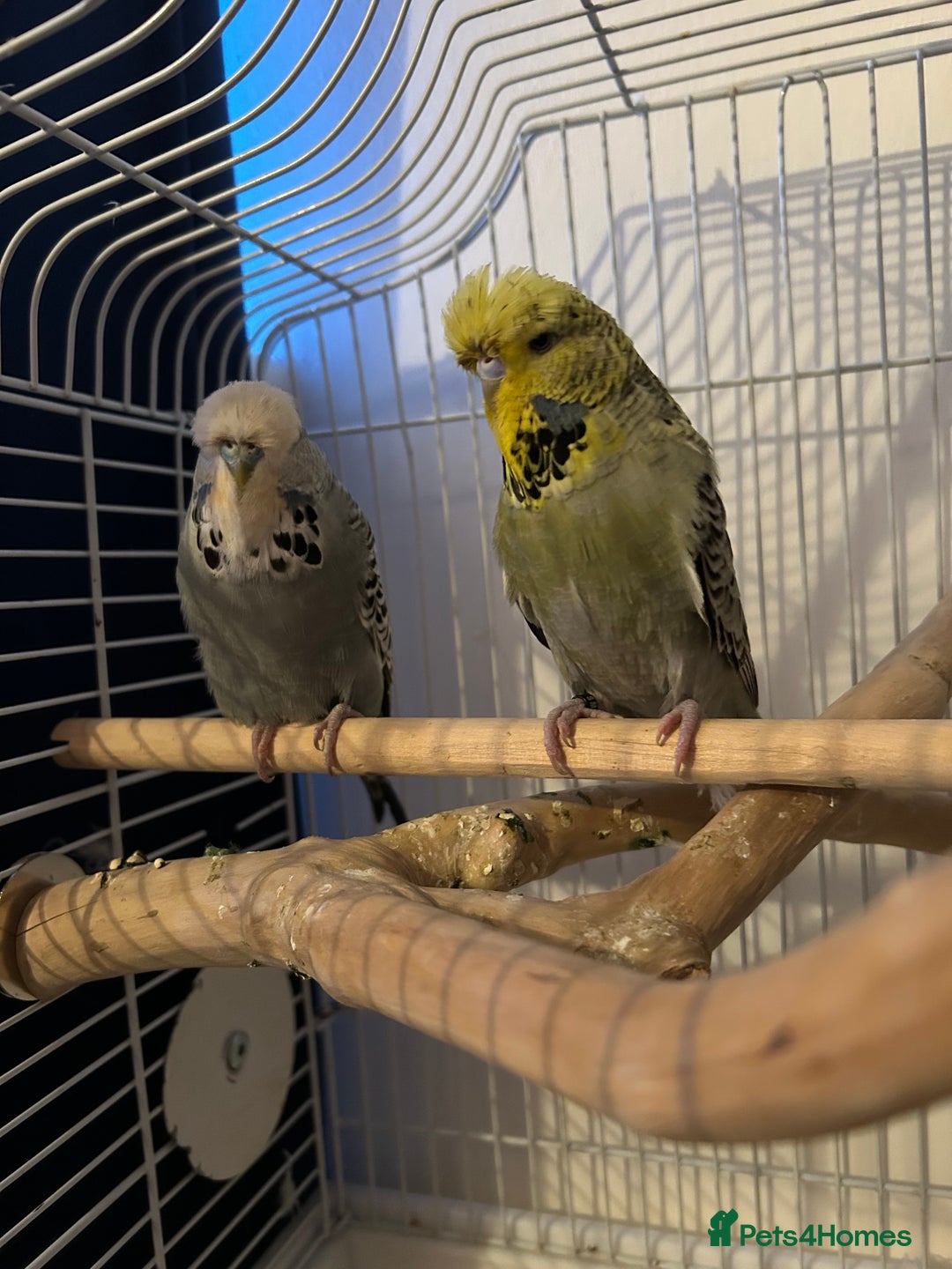 Budgerigars birds for sale: 2 x Budgies and cage - Advert 2