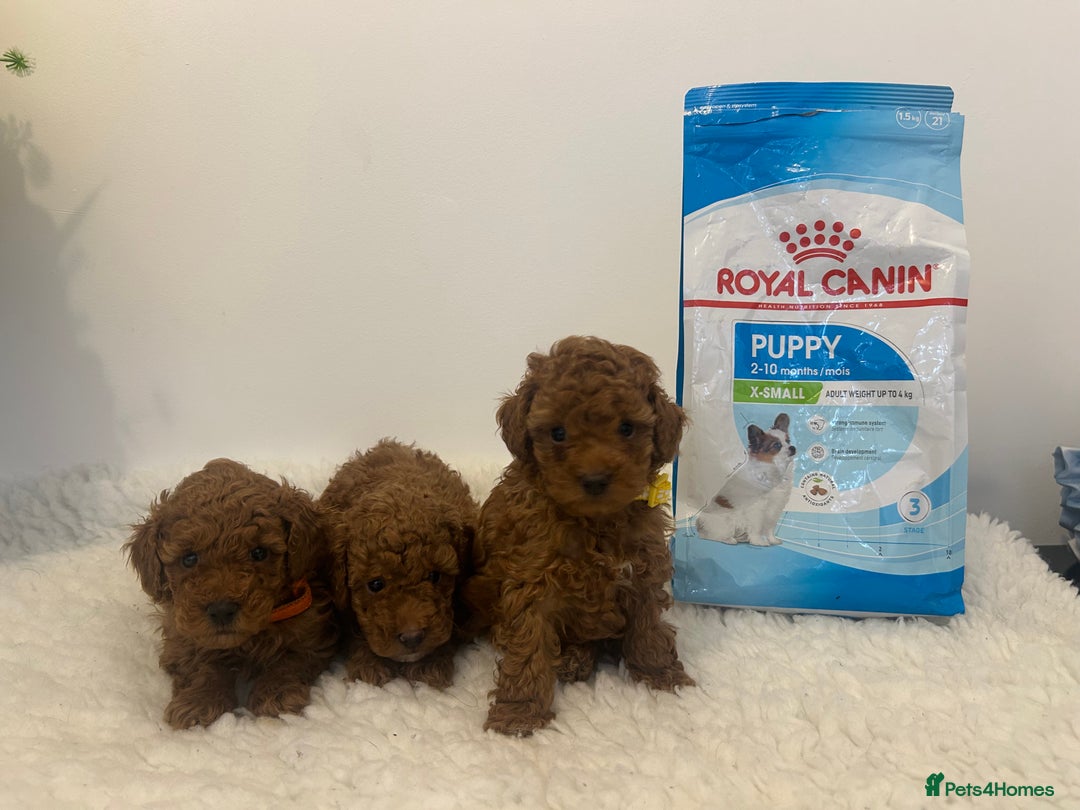 Toy Poodle dogs for sale: Kc registered,  fox red (Tiny) Toy poodles  - Image 18