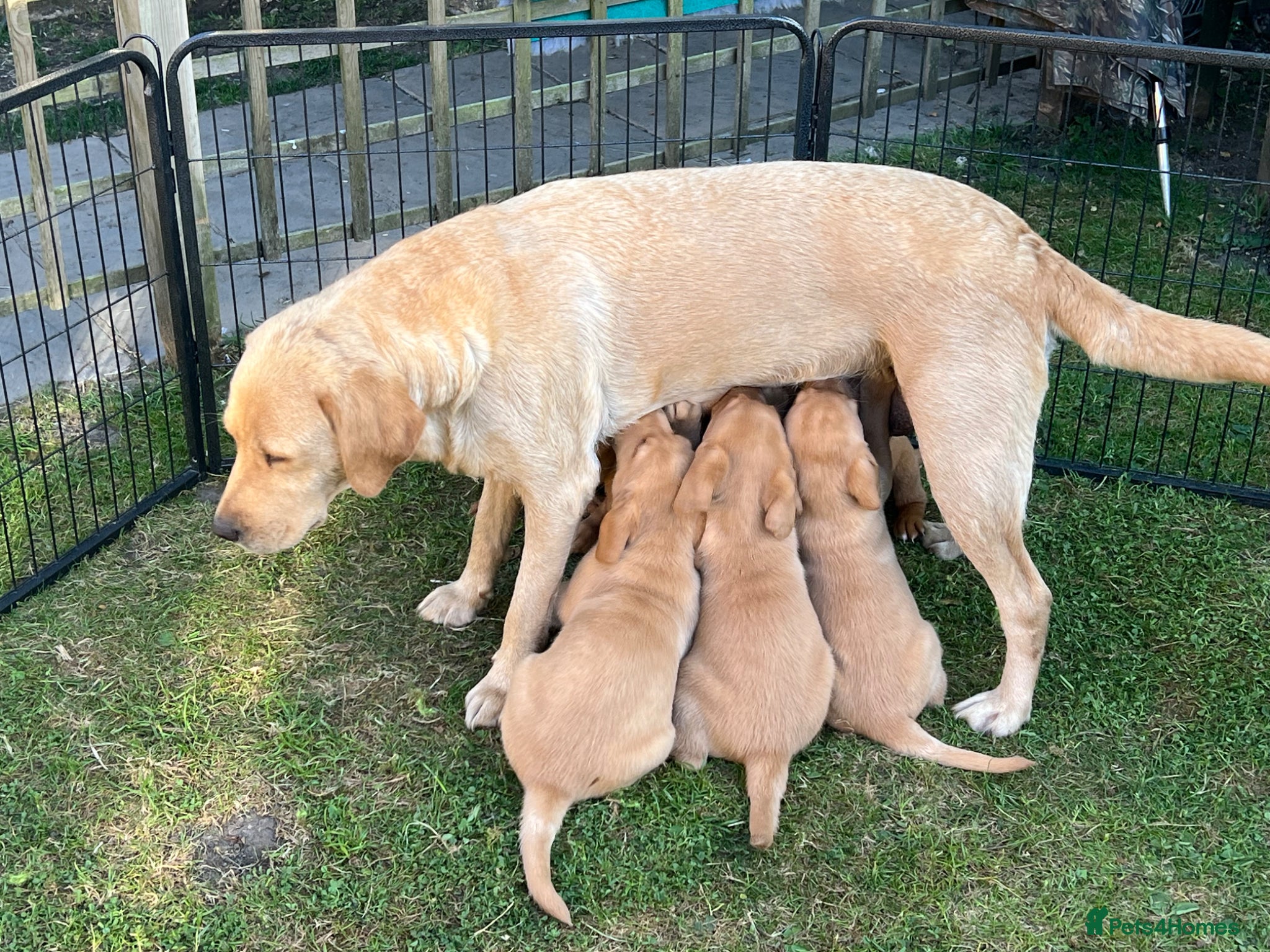 Labrador Retriever dogs Labrador Puppies For Sale - Advert 2