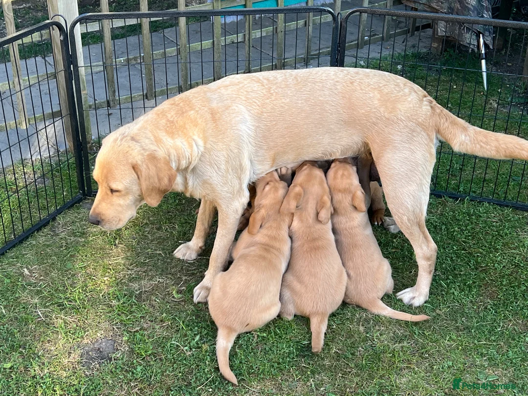 Labrador Retriever dogs for sale: Labrador Puppies For Sale - Advert 2