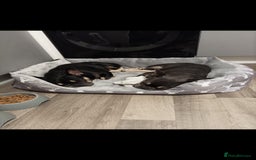 French Bulldog dogs for sale: French Bulldogs  - Image 8