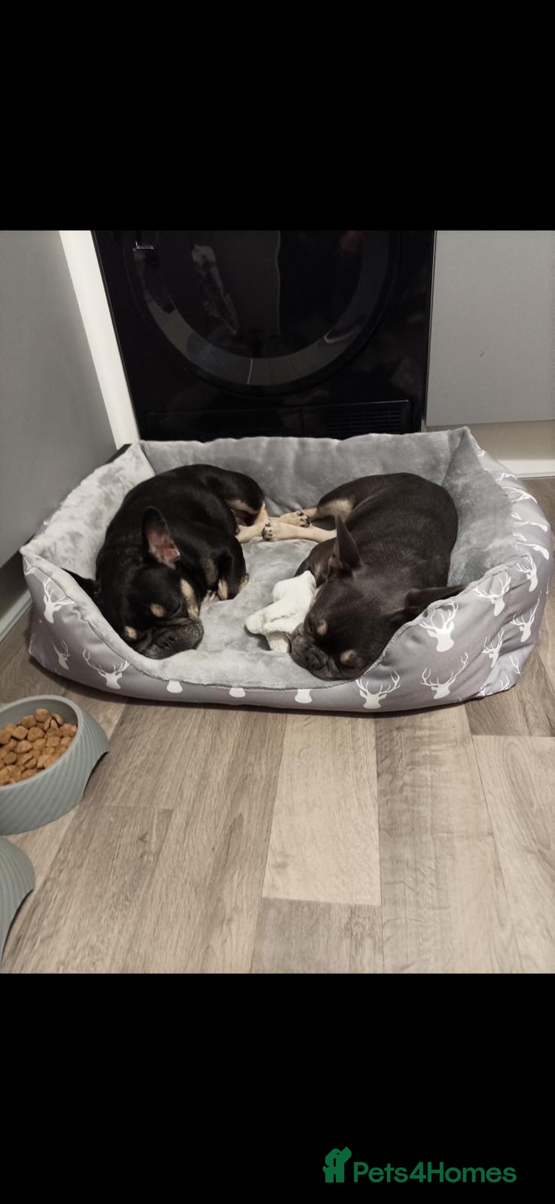 French Bulldog dogs for sale: French Bulldogs  - Image 8