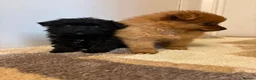 Pomeranian dogs for sale: Pomeranian puppies in Enfield - Advert 3