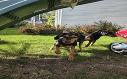 Mixed Breed dogs for adoption: Rosie Bud adorable puppy - Image 4