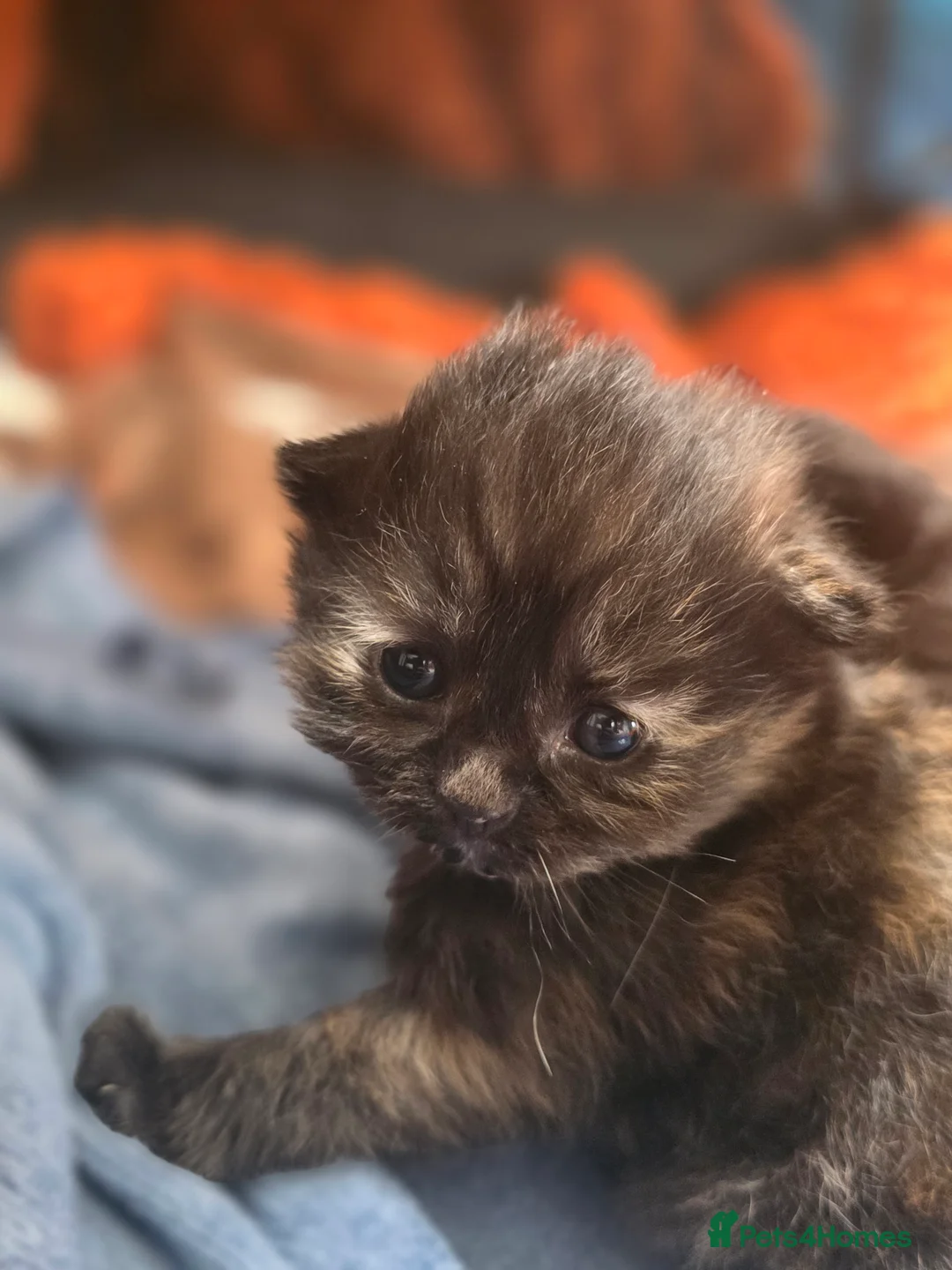 Mixed Breed cats for sale: Highland Dollies  - Advert 2