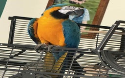 Macaws birds for sale: Blue & Gold Male Macaw - Image 9