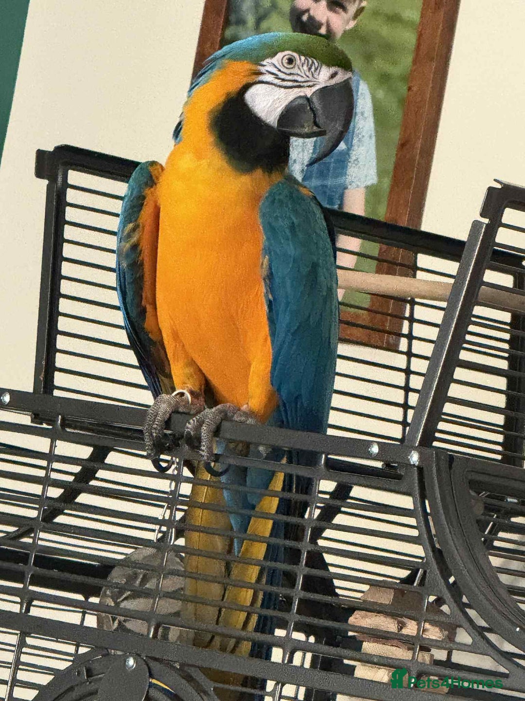 Macaws birds for sale: Blue & Gold Male Macaw - Image 9