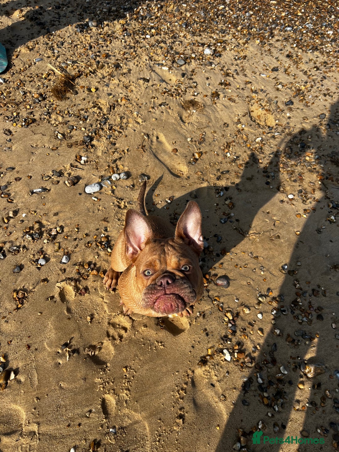 Mixed Breed dogs for sale: Female French x Old Tyme English bulldog - Image 2