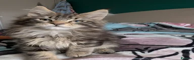 Maine Coon Kitten 5