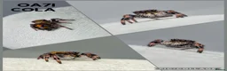 Spiders invertebrates for sale: Jumping spider - Advert 6