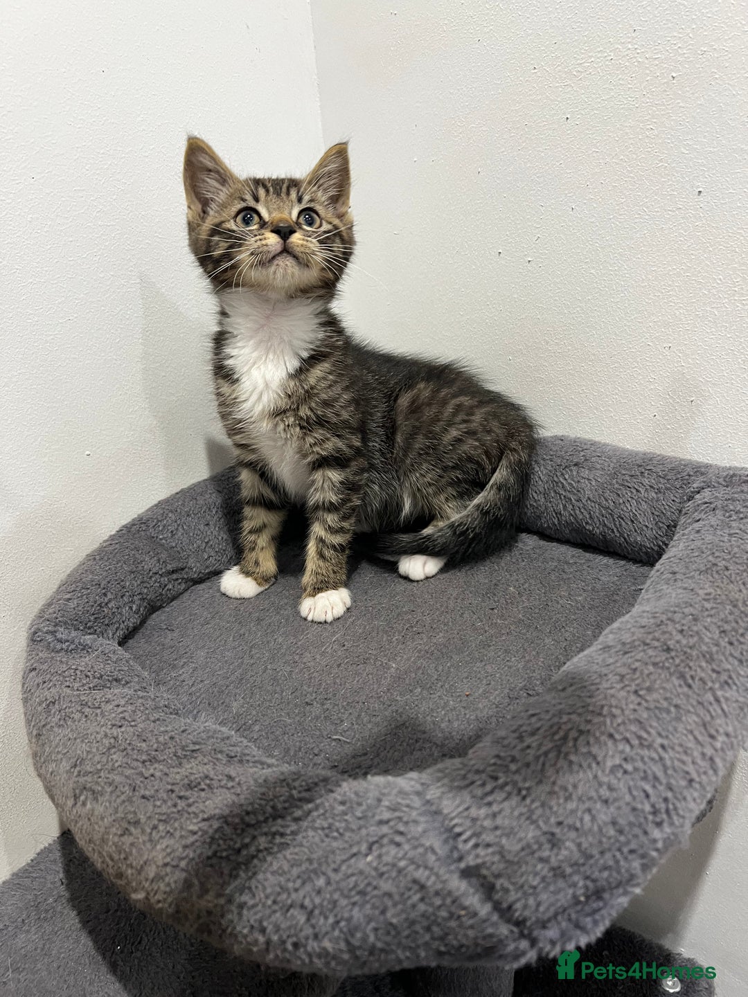 Mixed Breed cats for sale: 1 beautiful kitten  - Image 12