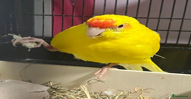Parakeets birds - Advert 10