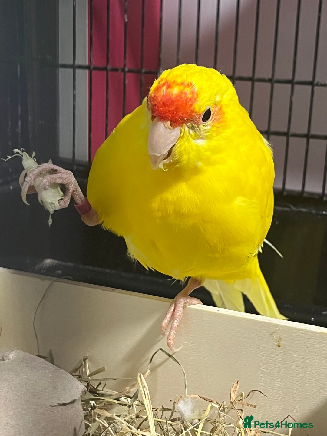 Parakeets birds for sale: Beautiful Kakariki boy - Image 2