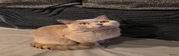 British Shorthair cats for sale: Multicolour GCCF Registered BSH kittens - Advert 9