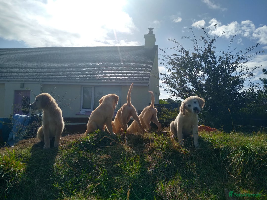 Golden Retriever dogs for sale: Wonderful,playful ,adventurous happy little furs😍 - Image 12