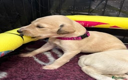 Saluki dogs for sale: Beautiful Saluki (new updated photos)  - Image 37