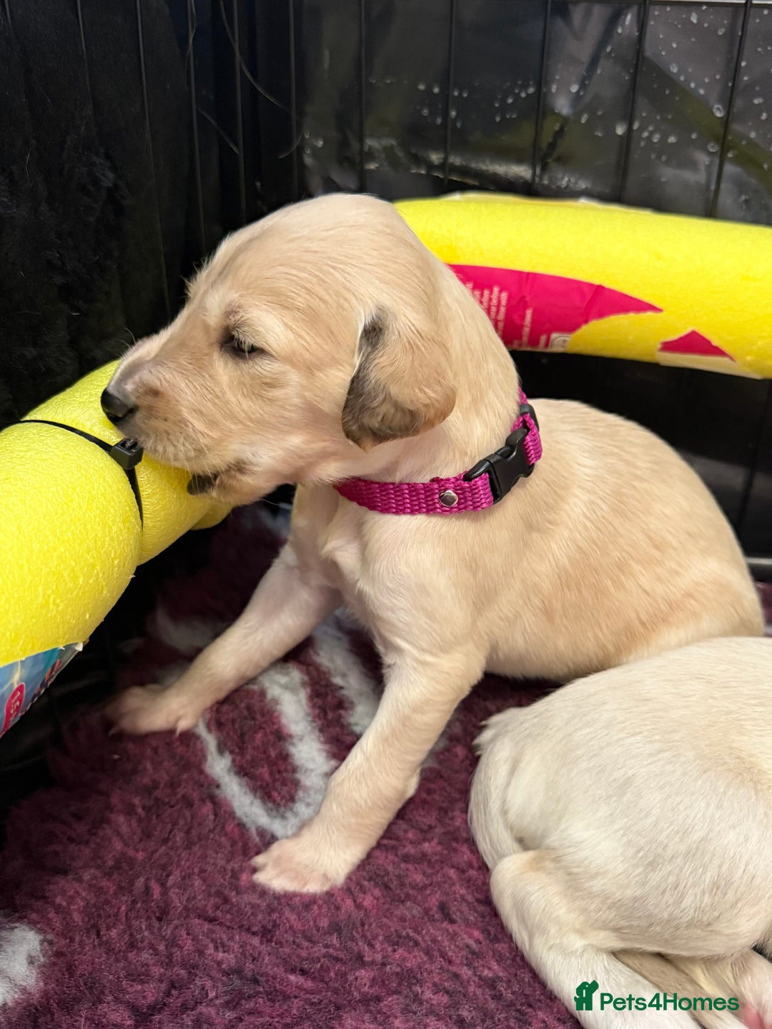 Saluki dogs for sale: Beautiful Saluki (new updated photos)  - Image 37