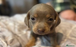 Dachshund dogs for sale: Sausage dog puppies for sale  - Image 5