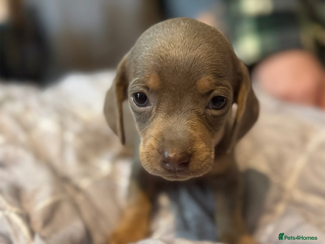 Dachshund dogs for sale: Sausage dog puppies for sale  - Image 5
