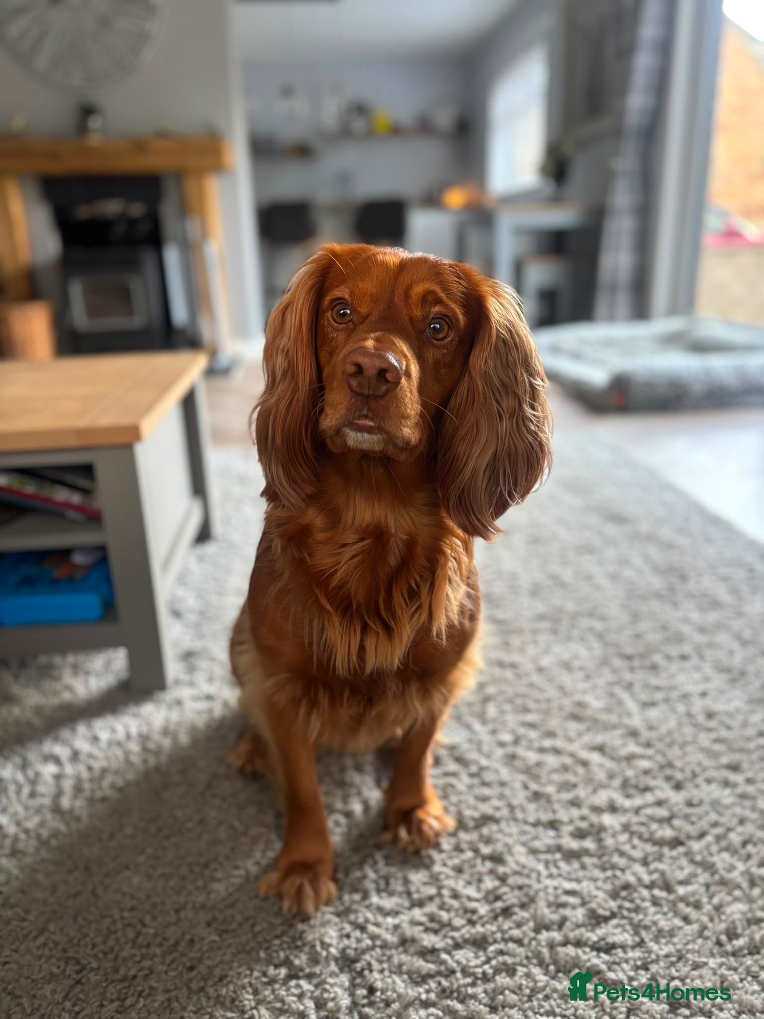 Cocker Spaniel dogs PROVEN KC RED COCKER SPANIEL 🧬⭐️ - Advert 2
