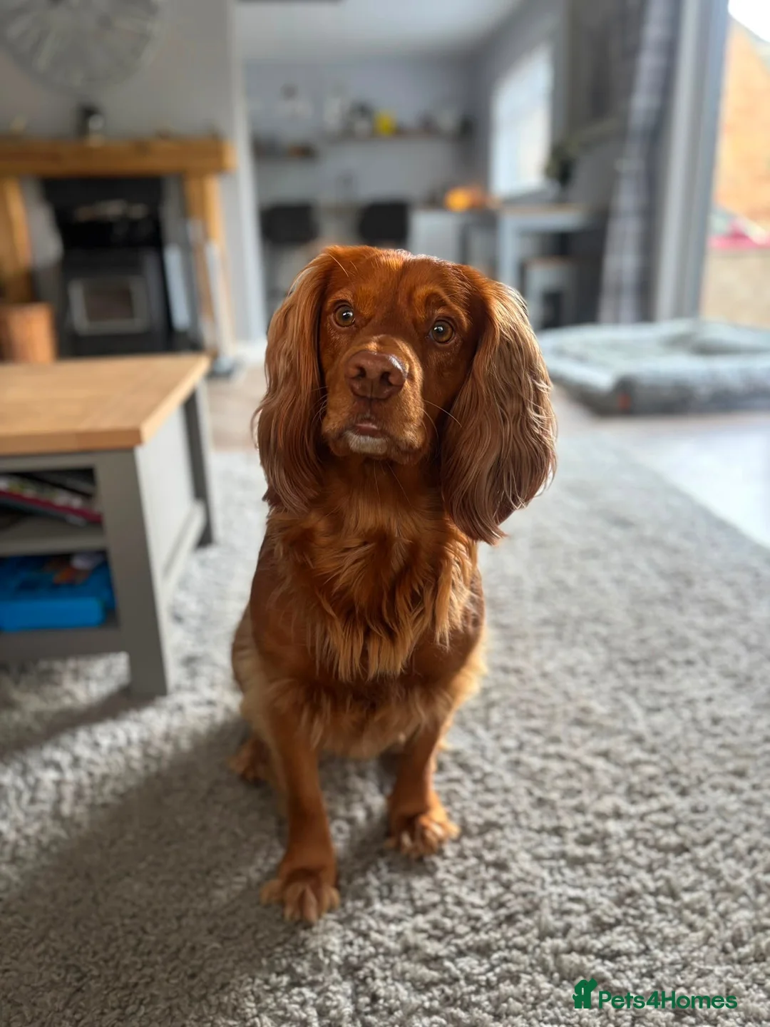 Cocker Spaniel dogs for stud: PROVEN KC RED COCKER SPANIEL 🧬⭐️ - Advert 2