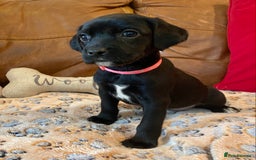 Springador dogs for sale: STUNNING SPRINGADOR PUPPIES  - Image 5
