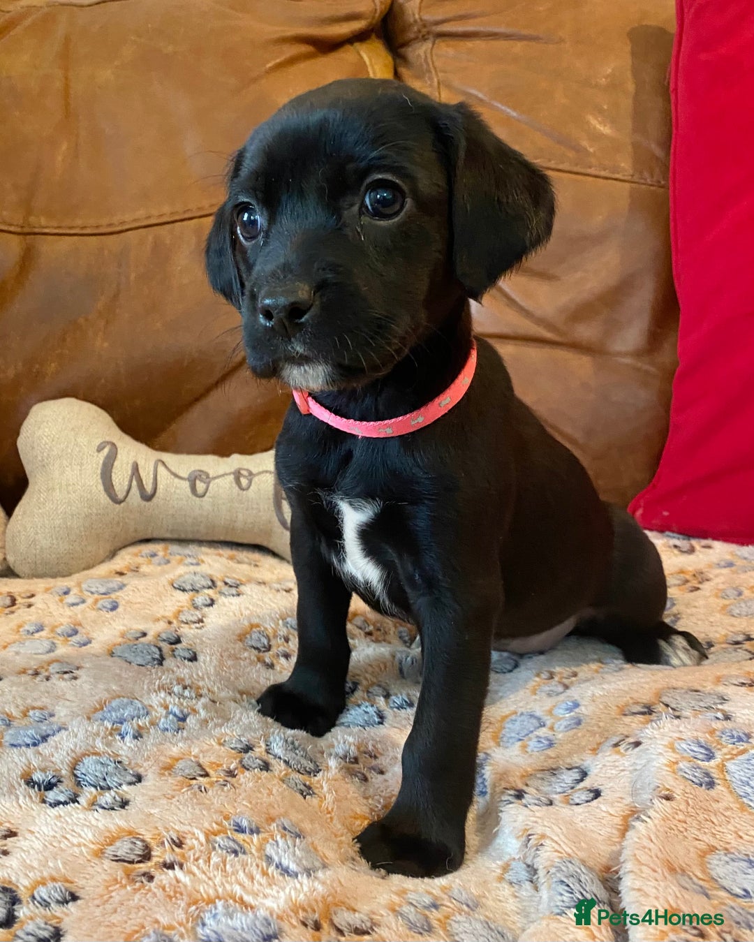 Springador dogs for sale: STUNNING SPRINGADOR PUPPIES  - Image 5