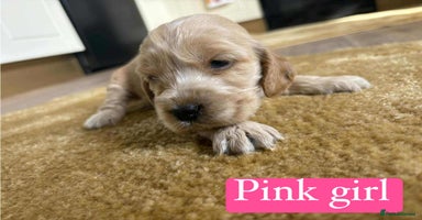 Cocker Spaniel dogs - Advert 12