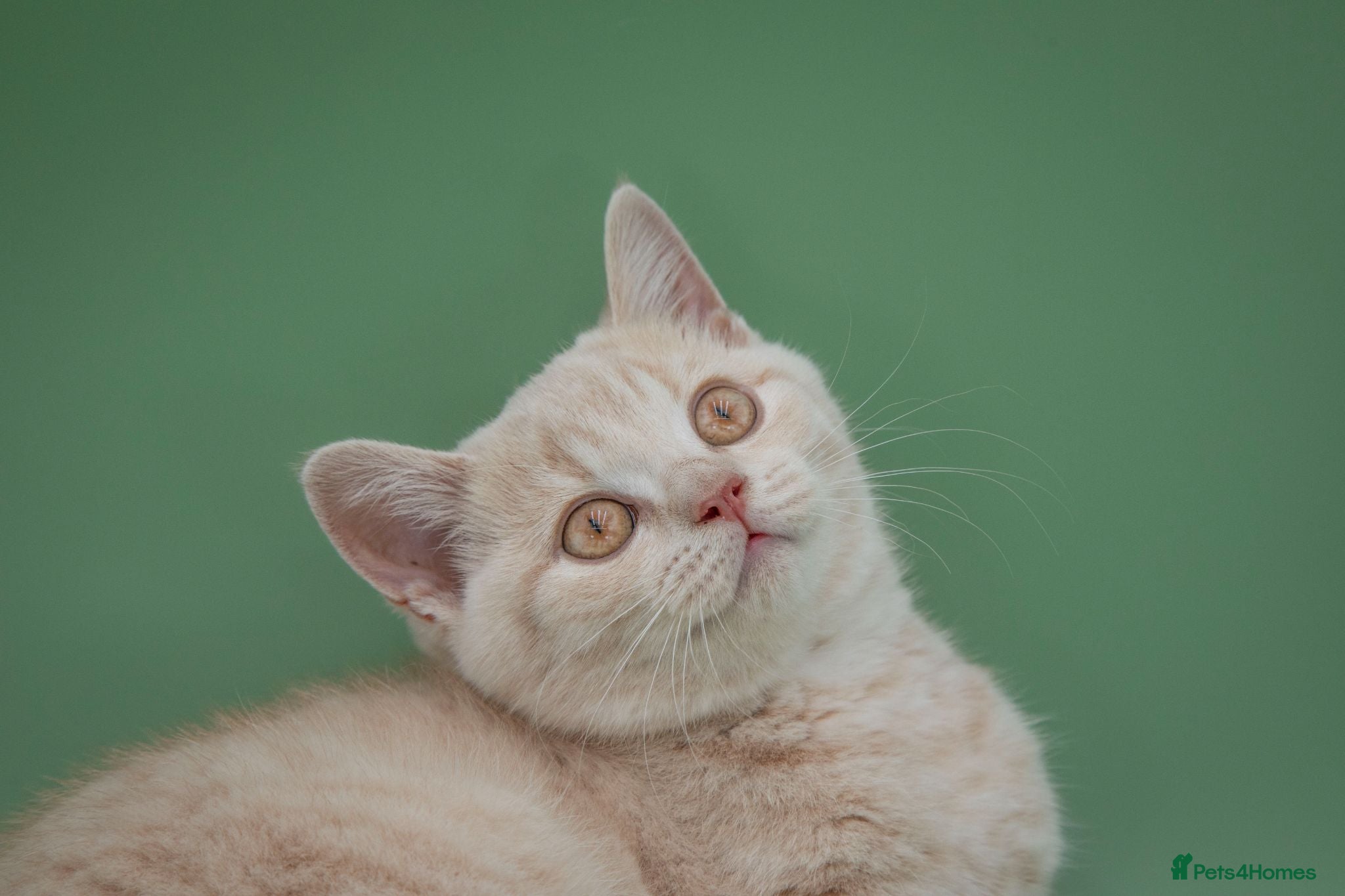 British Shorthair cats Rare Champion-Line Cream British Shorthair Girl - Advert 2