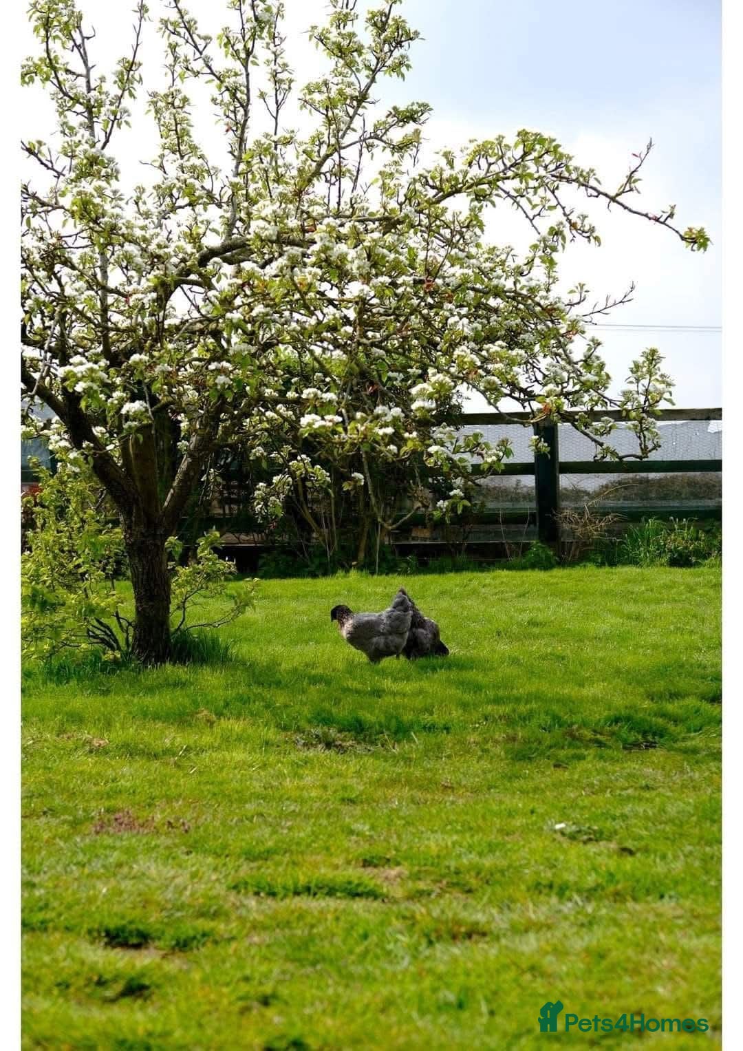 Chickens poultry Beautiful Variety of Hybrid and Pure Breed Hens - Advert 1