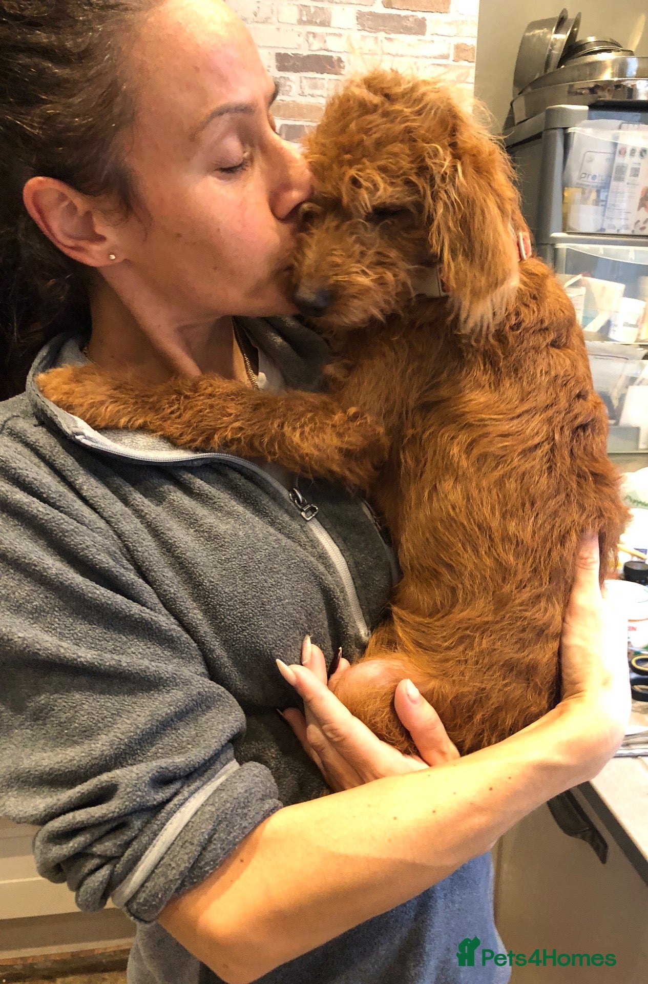 Labradoodle dogs for sale: keiras red fox miniature labradoodles  - Advert 2