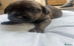 Mixed Breed dogs for sale: Doberman x cane corso  - Image 12