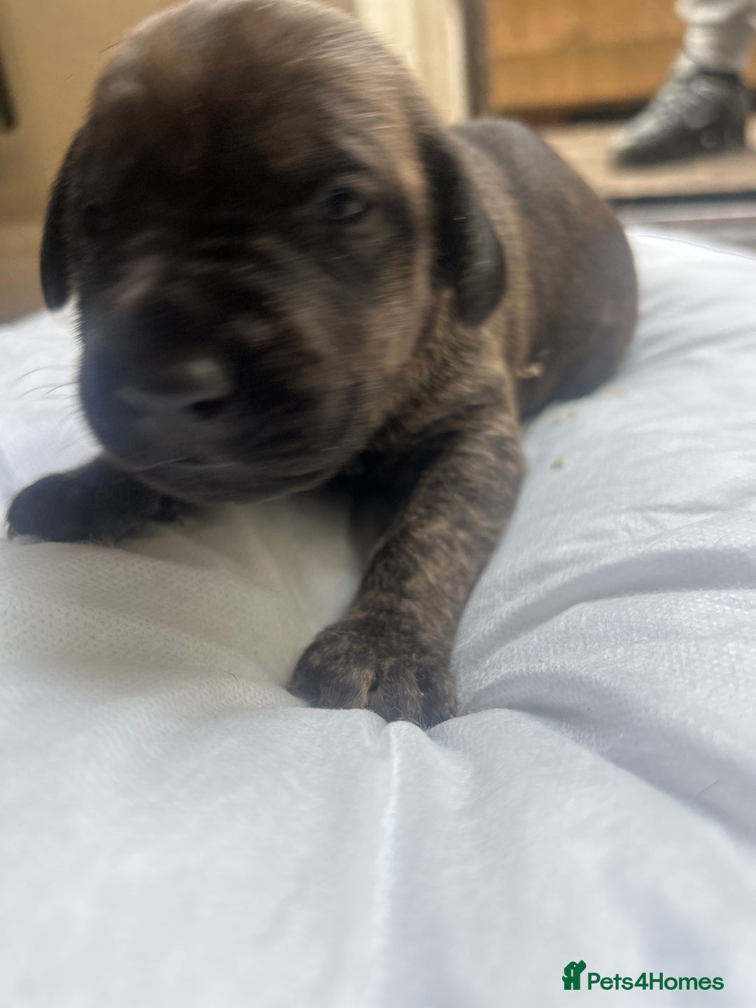 Mixed Breed dogs for sale: Doberman x cane corso  - Image 12