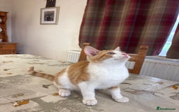 British Shorthair cats for sale: Male ginger and white kitten  - Image 3