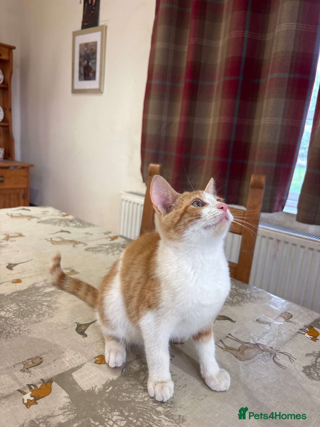 British Shorthair cats for sale: Male ginger and white kitten  - Image 3
