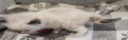 Ragdoll cats for sale: 2 Beautiful Ragdoll Kittens - Advert 21