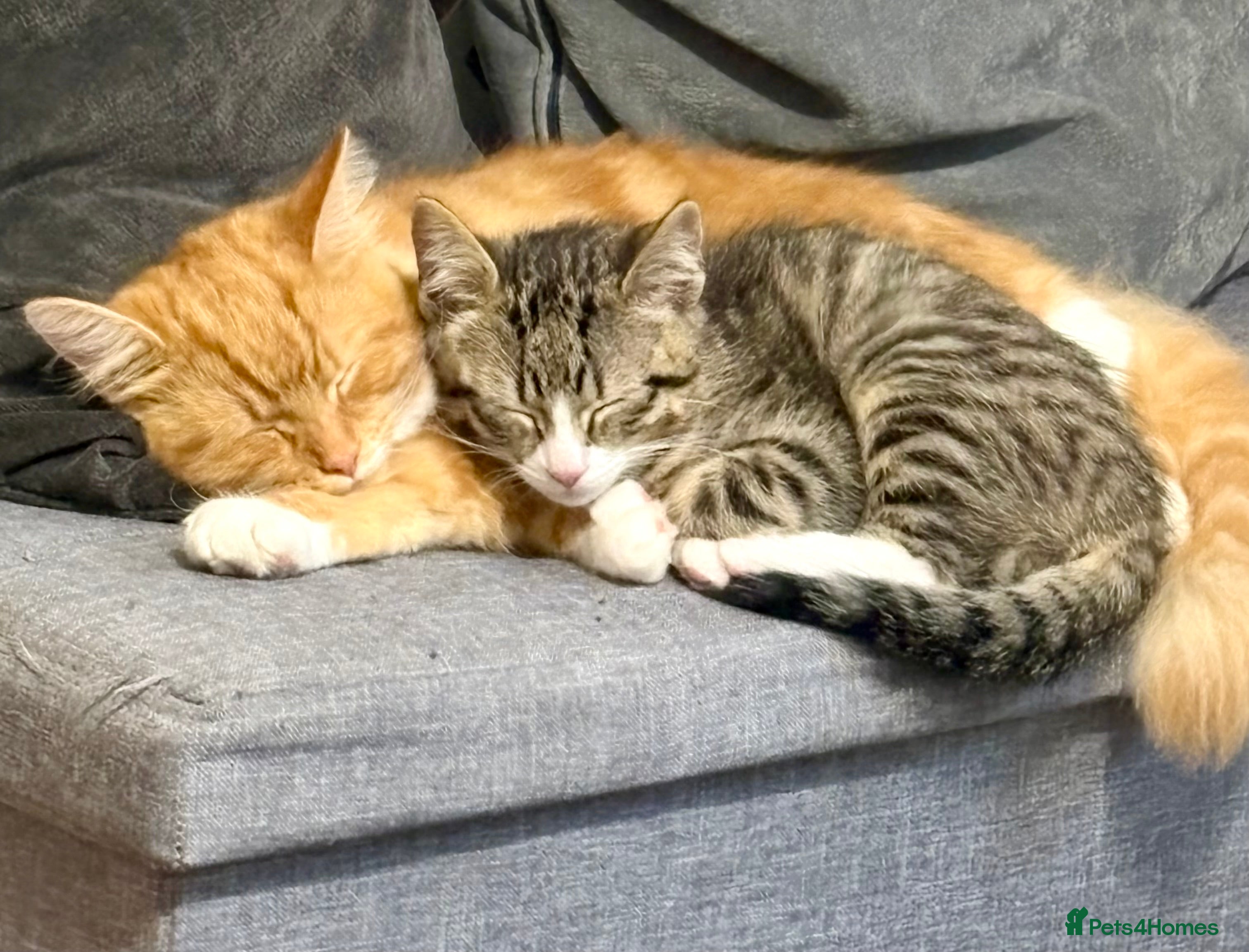 British Longhair cats Two Male Cats NEED REHOMING - Advert 6