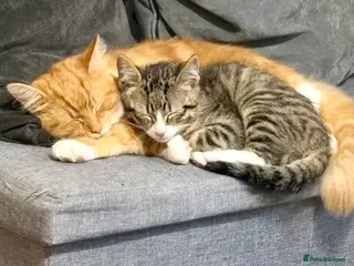 British Longhair cats Two Male Cats NEED REHOMING - Advert 1