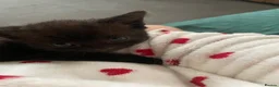 Mixed Breed cats for sale: Kitten - Advert 4
