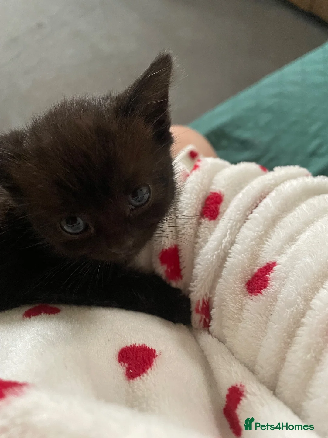 Mixed Breed cats for sale: Kitten - Advert 4