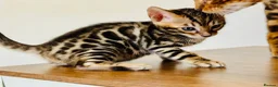 Bengal cats for sale: ⭐⭐⭐ Pedigree Bengal TICA registered Kittens ⭐⭐⭐ - Advert 14